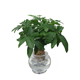 發(fā)財(cái)樹